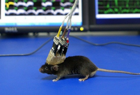 Hunger games: Scientists manipulate gluttony & food cravings in mice