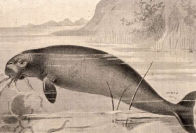 Headless skeleton of extinct sea cow unearthed in Siberia