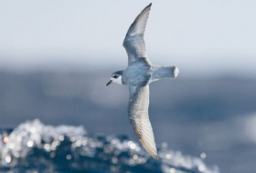 Chemical clue to why seabirds eat plastic