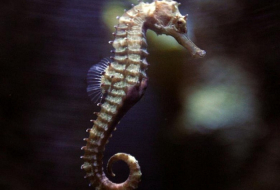 Undersea mystery: seahorse genetic secrets unveiled 
