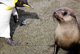 Seals discovered having sex with penguins - VIDEO