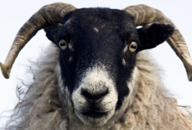 Sheep 'can recognise human faces'