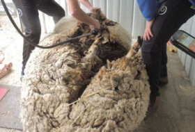 Overgrown Australian sheep Chris `breaks world record`-V?DEO