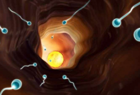 Sperm swimming technique 'all down to simple maths'