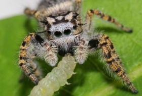 World's spiders devour 400-800m metric tons of insects yearly – experts