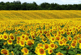  Man Plants 4-Mile Stretch of Sunflowers to Honor Late Wife - VIDEO
