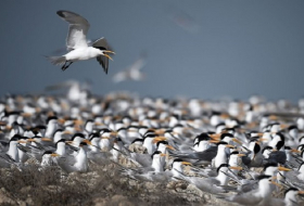Terns flee warming temperatures in epic migration north to Alaska 