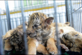 Tiger, lion cubs attract crowds in Qingdao - PHOTOS
