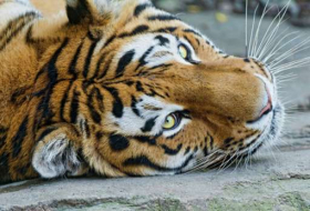 Human Touch: Fierce Russian Tigers to Get Soft Pillows for Bedtime  