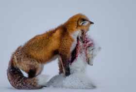 Warring foxes take top wildlife photo prize