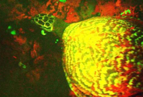 Biologist discovers world-first `glowing` turtle