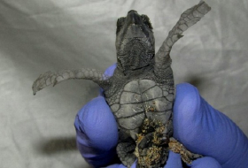 Conjoined baby turtle saved by Italian marine biologists 