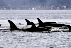 Whale Vomit Makes Man Richer by $16,700